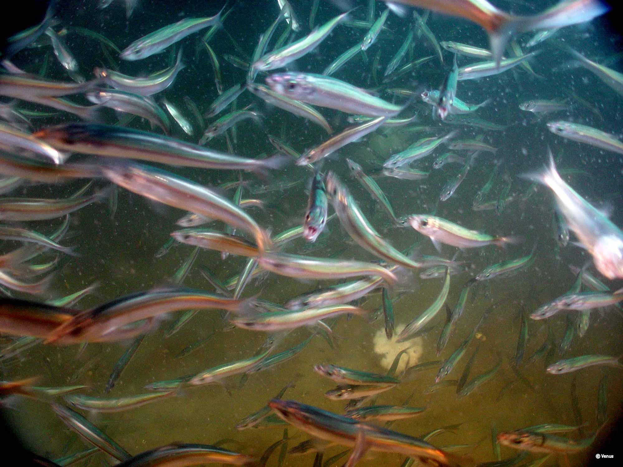 Fodder Fish Shoreline Ecosystems - Friends of the San Juans