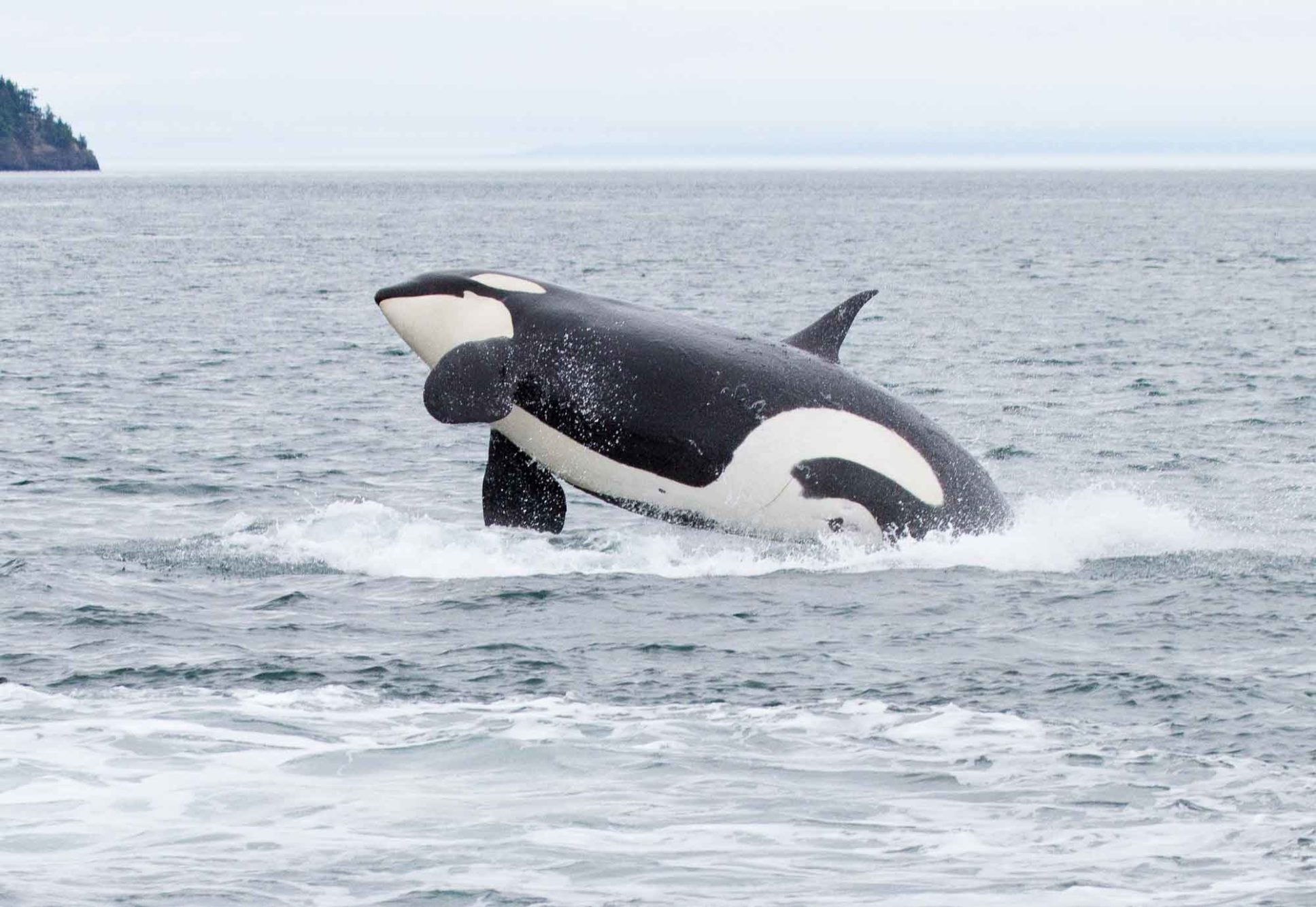 orca jumping out of the ocean