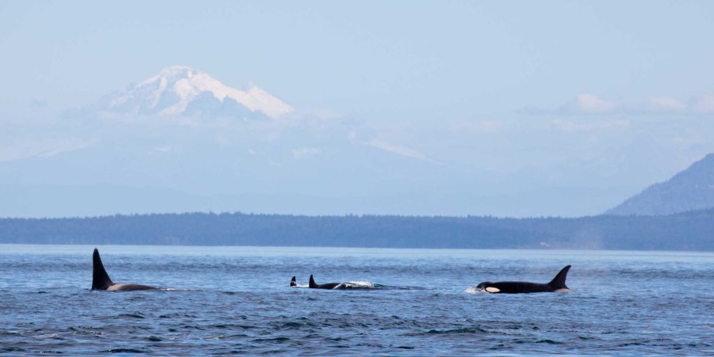 orcas in Salish Sea
