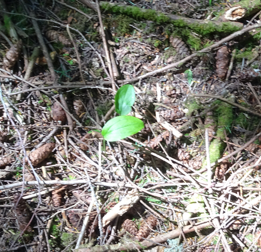 Arum in the Winter