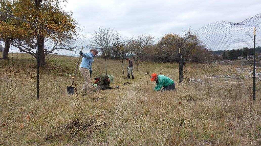 Turn Point Marsh and Beach Restoration (San Juan)