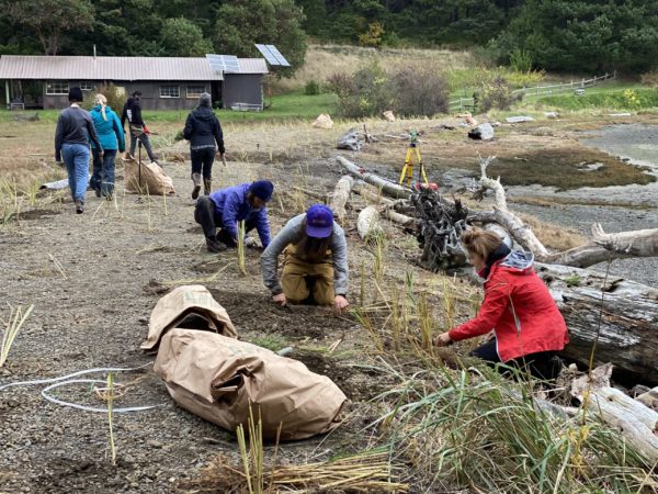 Mud Bay Wetland and Beach Restoration (Sucia)