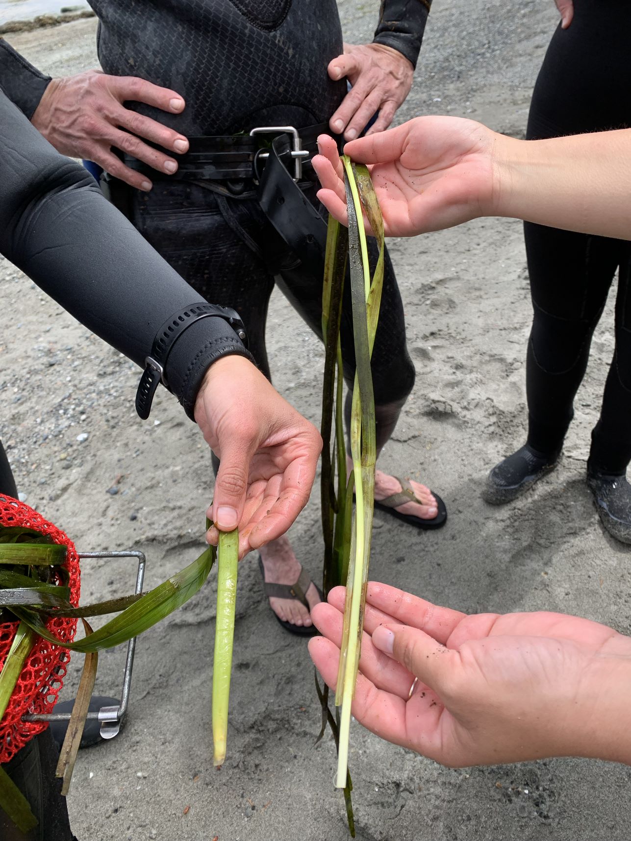 Collaborative Eelgrass Research Underway! - Friends of the San Juans