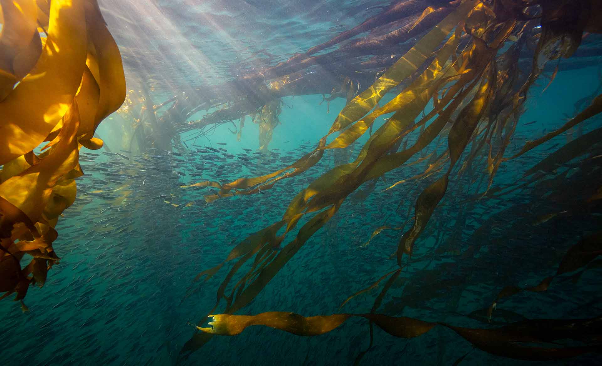 yellow eelgrass floating in the ocean