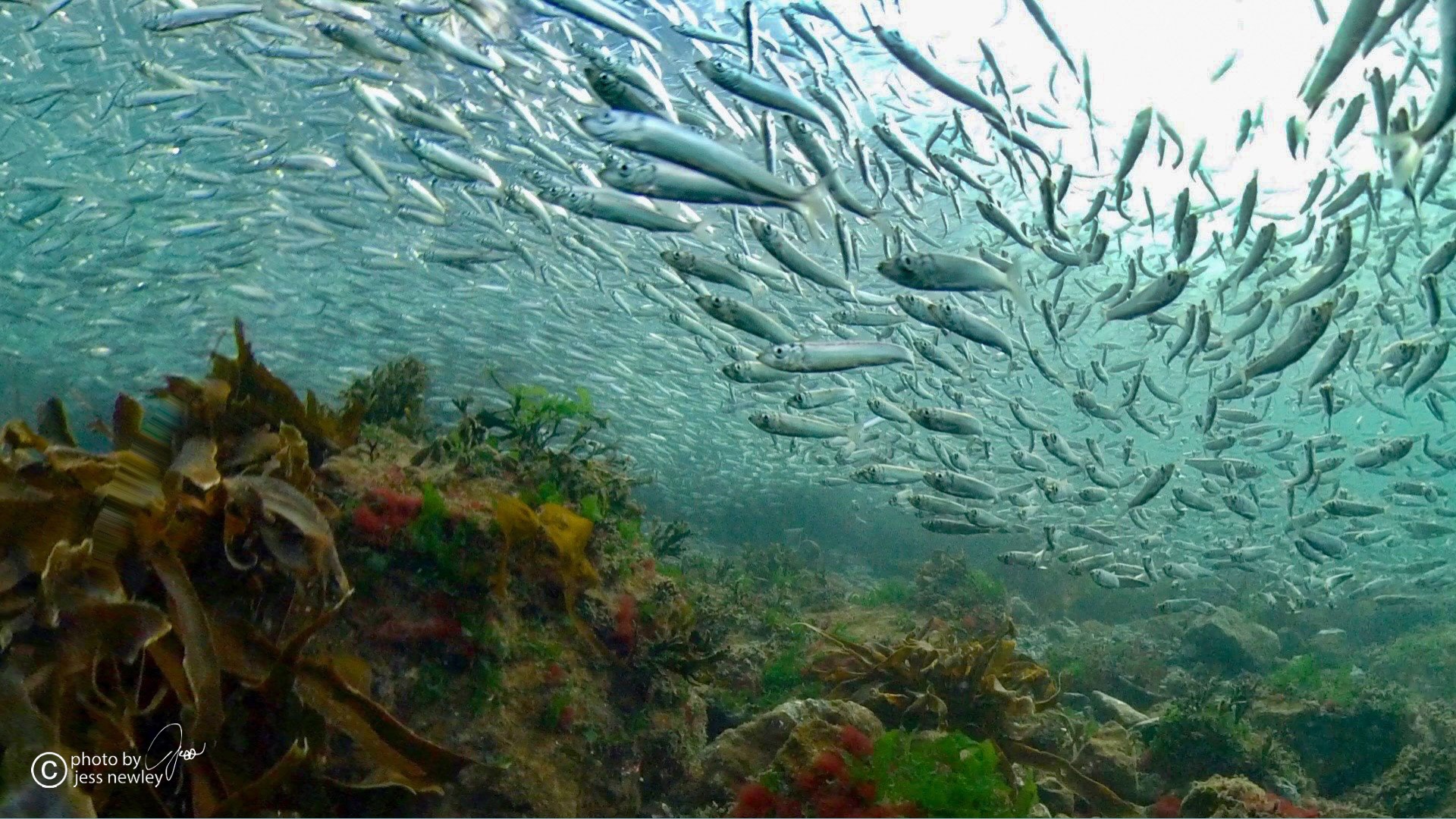 school of herring