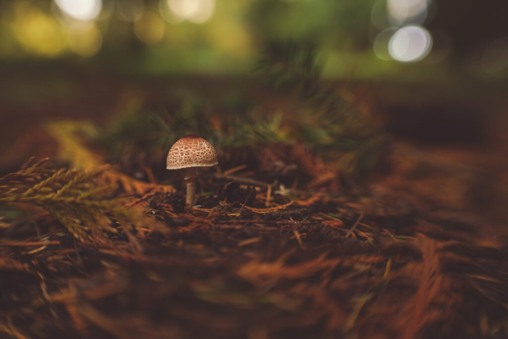 mushroom in a forest