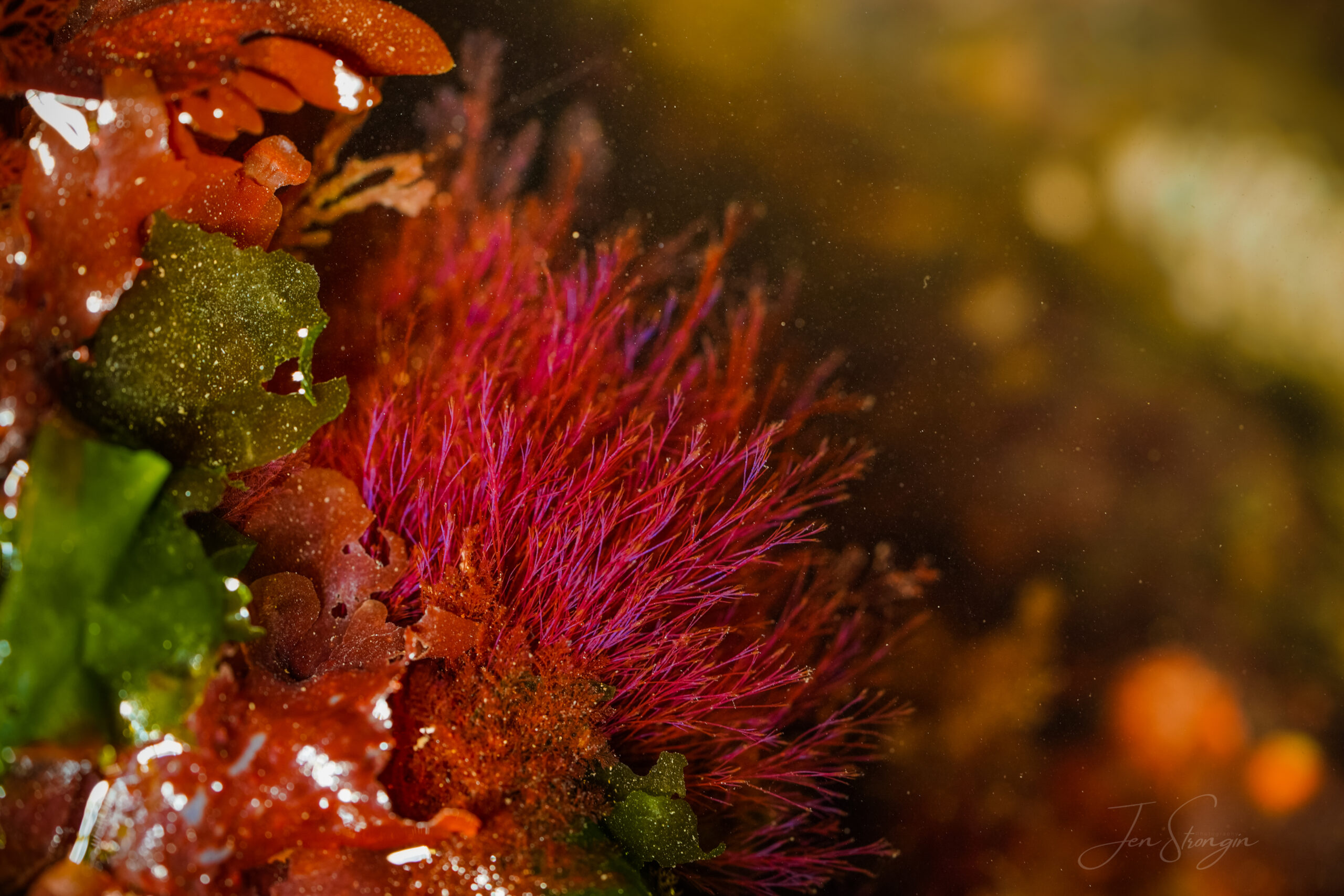 closeup of red kelp in the ocean