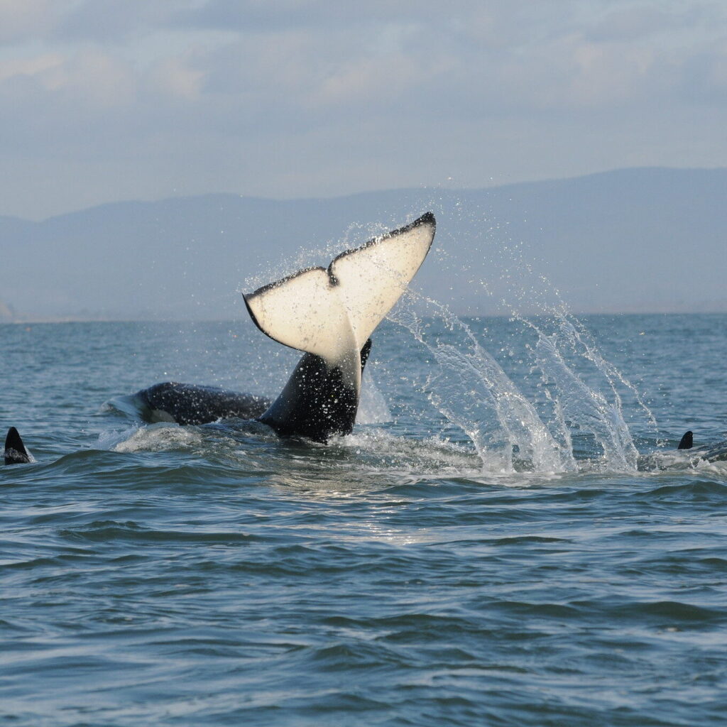 orca tail showing in the ocean