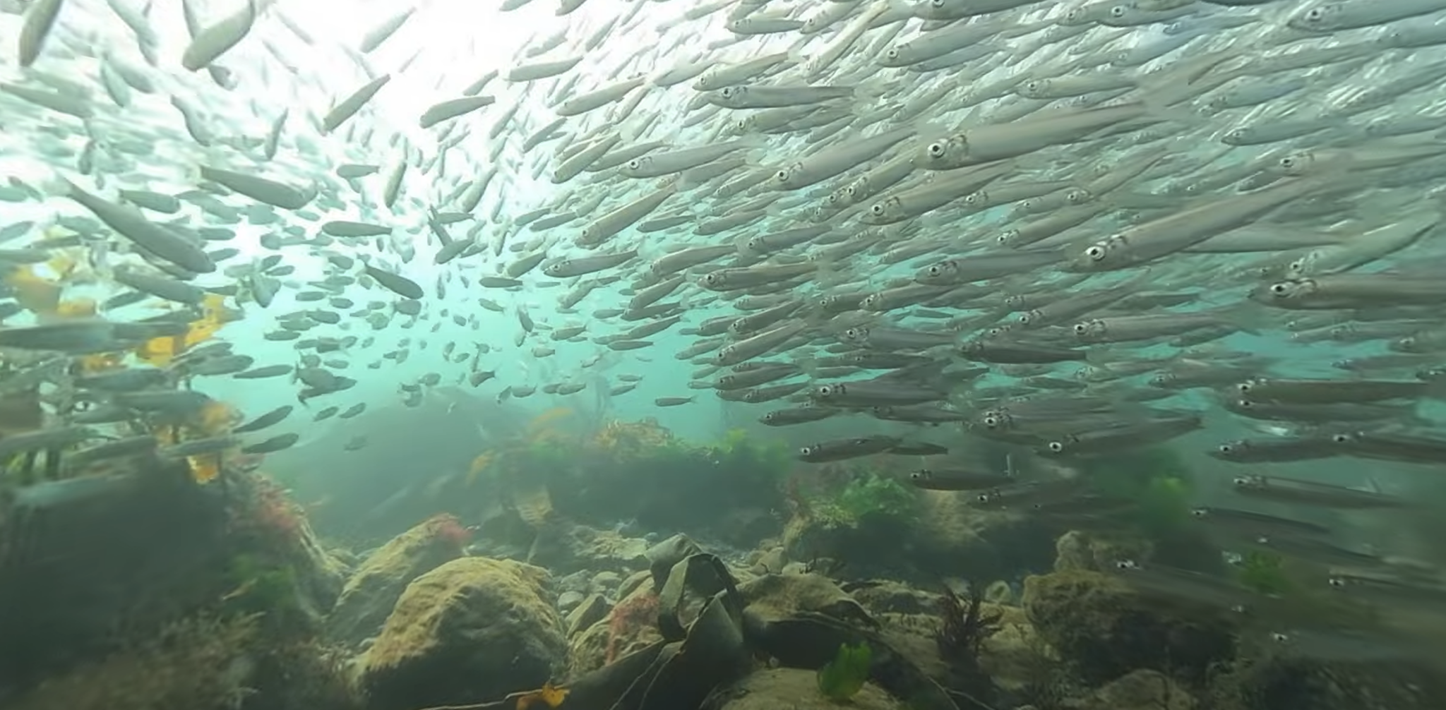 The Salish Sea - Friends of the San Juans