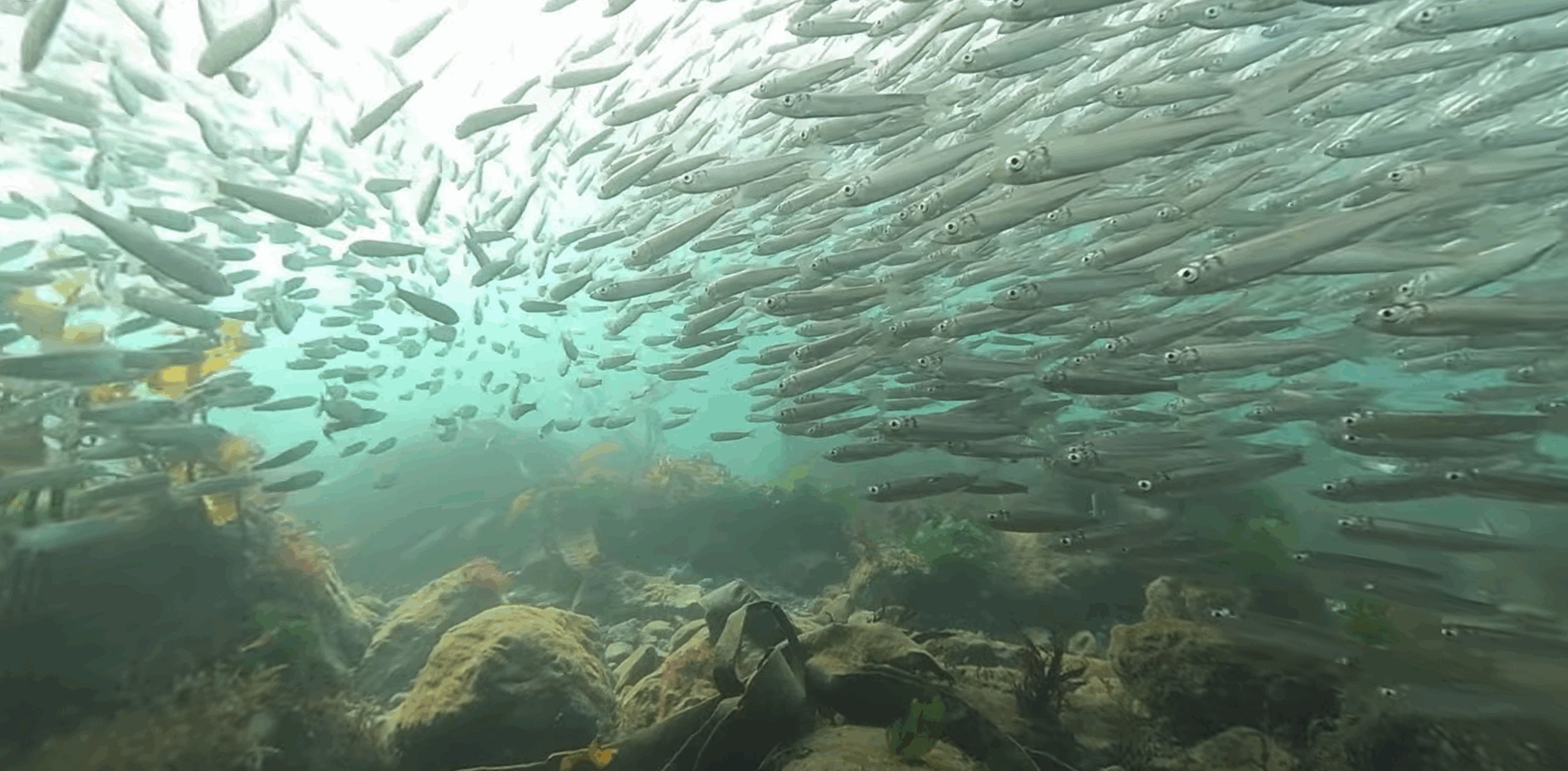 school of fish underwater