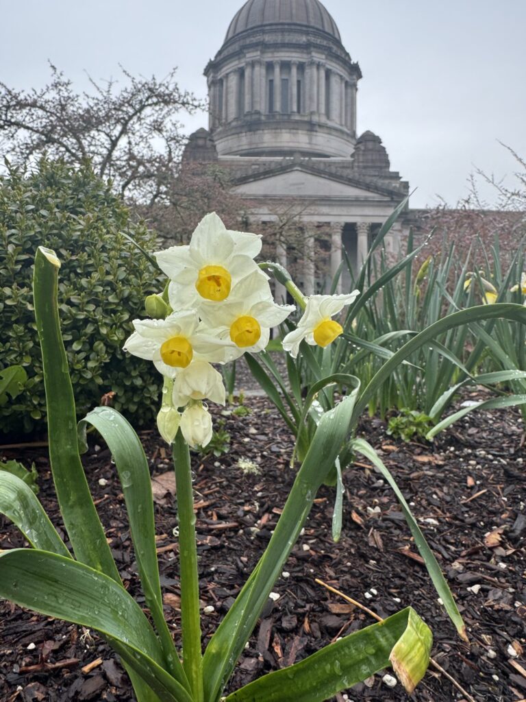 flower in front of Olympia