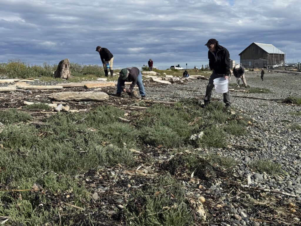 people on a shoreline working together to stop invasive species such as the european green crab