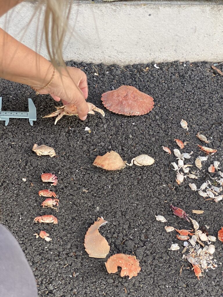 Hand measuring a crab among shells and small marine invertebrates during a shoreline survey.