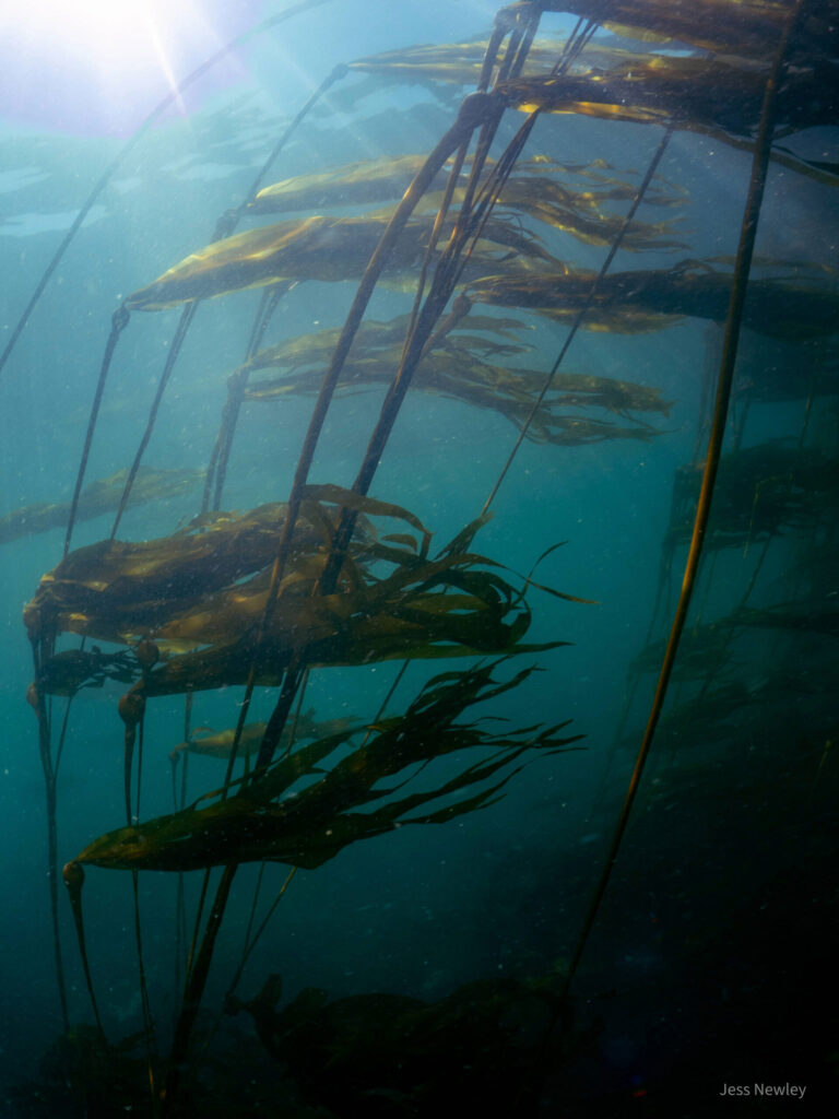 kelp in the ocean