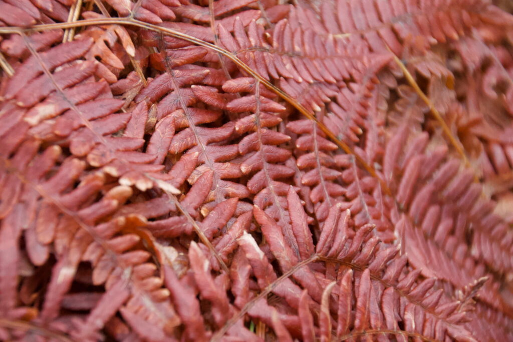 San Juan County Comprehensive Plan Update – the Final Push