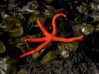red starfish on seaweed