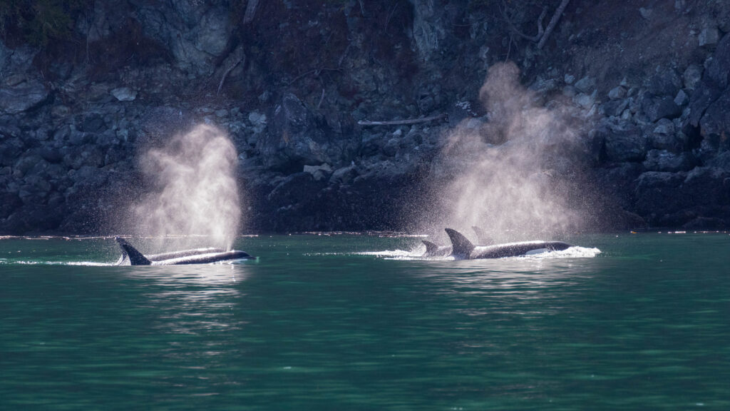 Bigg's orcas hunt marine mammals such as seals, porpoises, and sea lions. Off southeast shore of Blakely Island, San Juan Islands, WA.