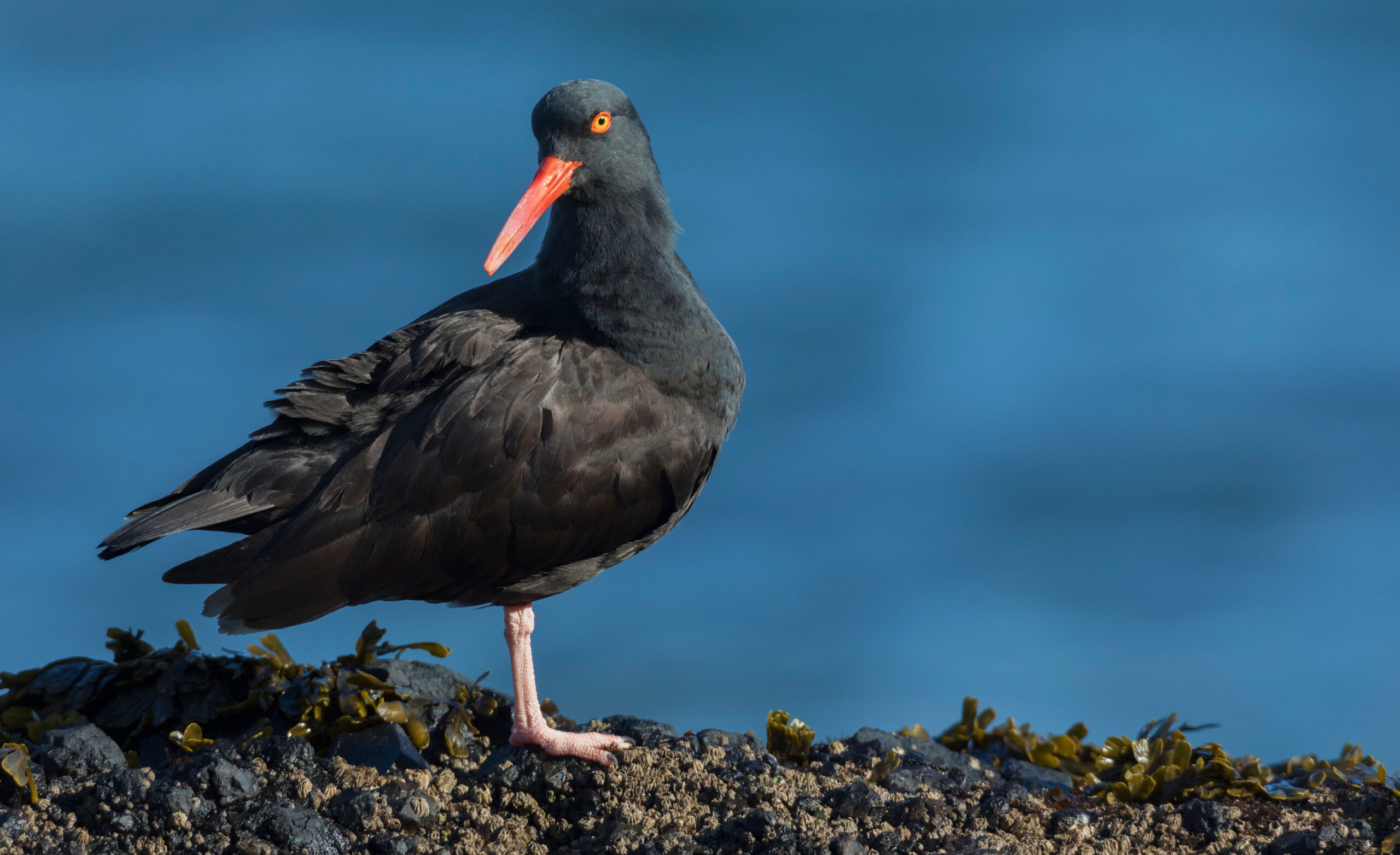 black oystercatcher standing on a rock with an ocean background