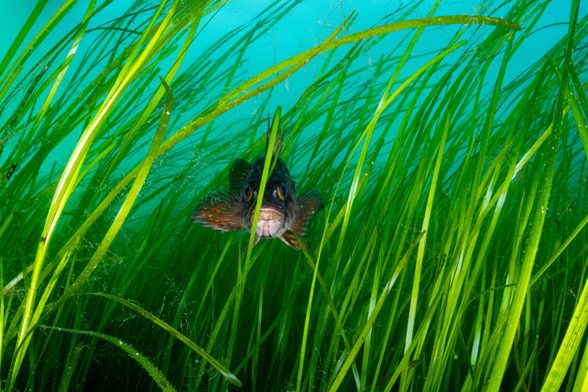 Shoreline Ecosystems - Friends of the San Juans