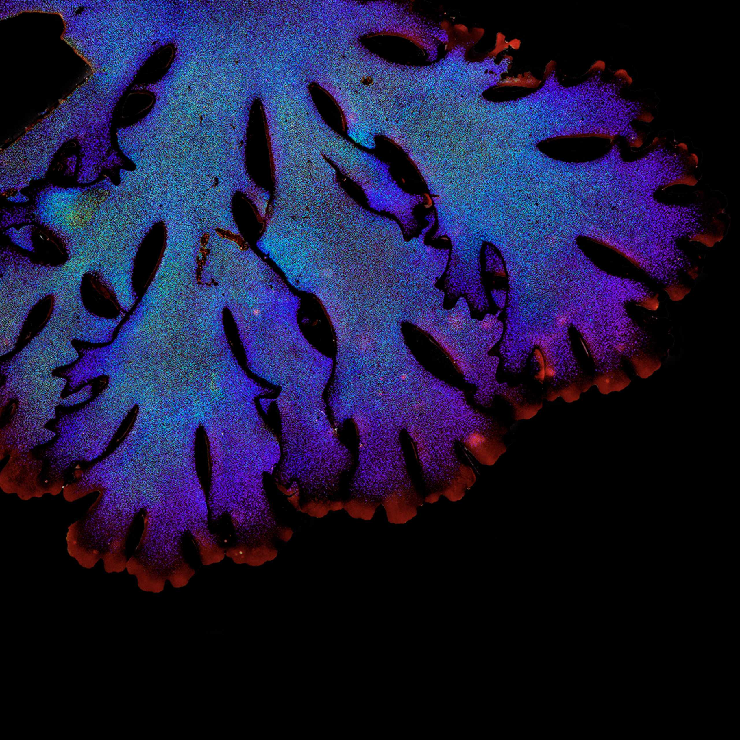 Gloiocladia laciniata