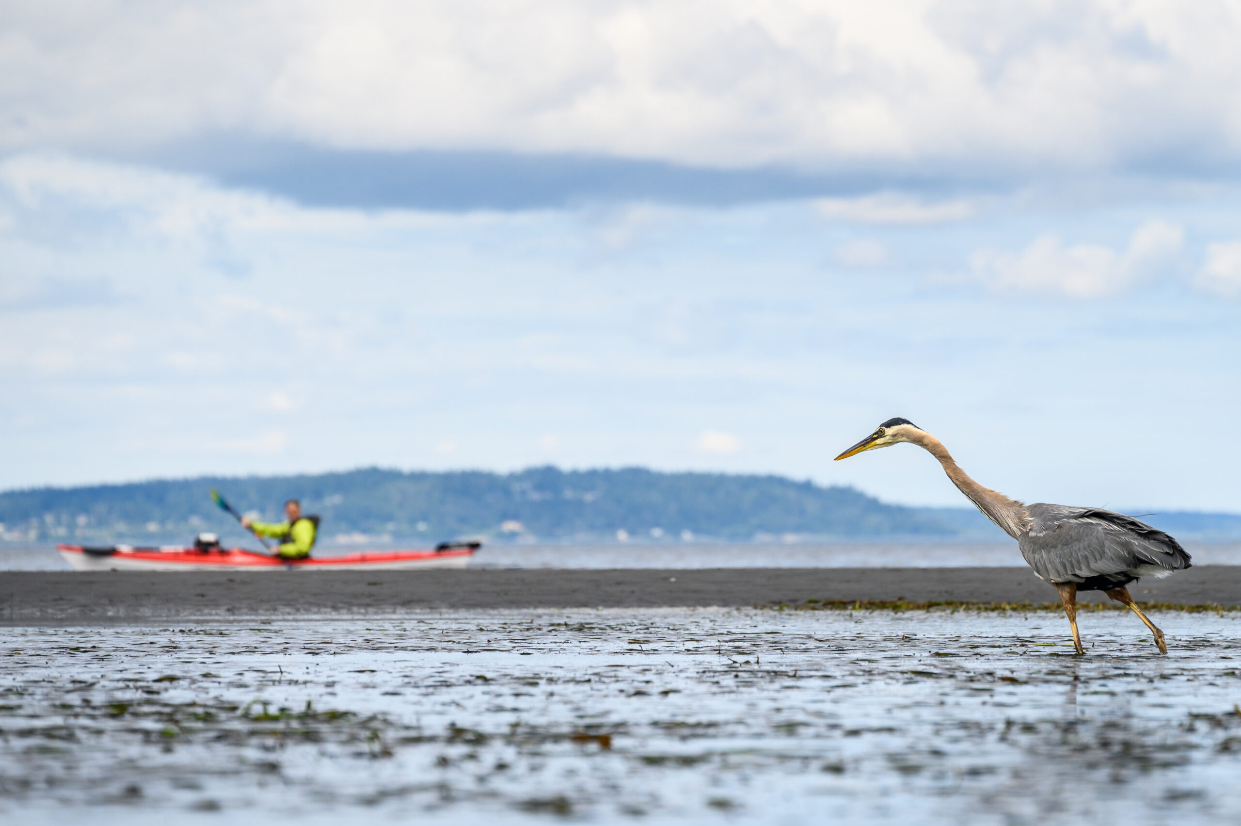 heron standing on a beach with a canoer in the background