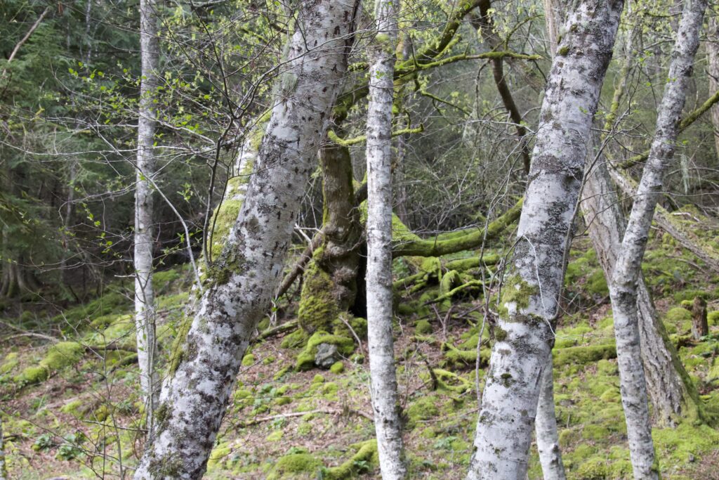 tree trunks in a forest