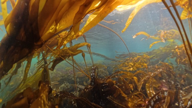 Kelp