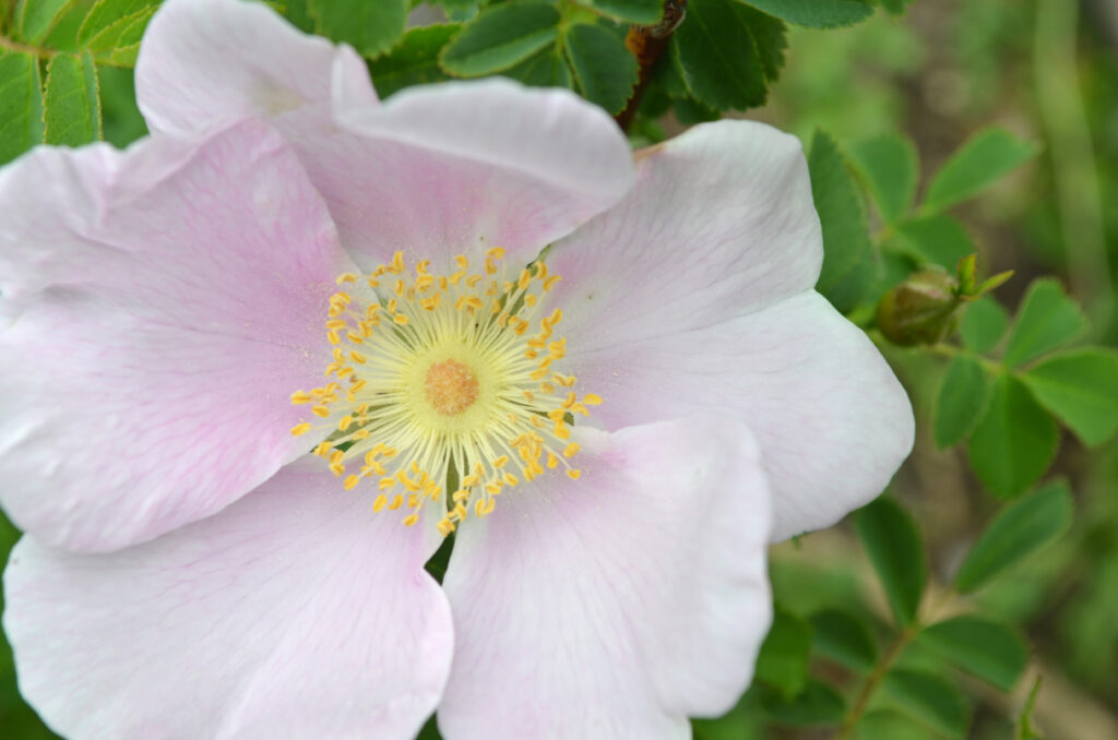 nootka rose