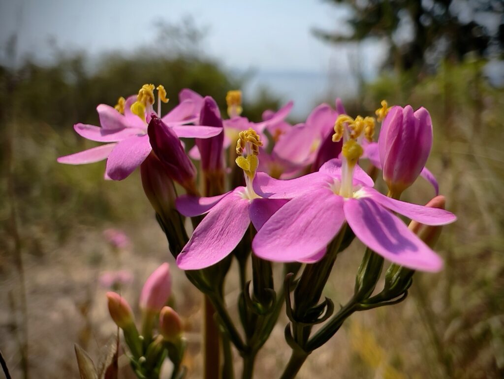 pink flowers