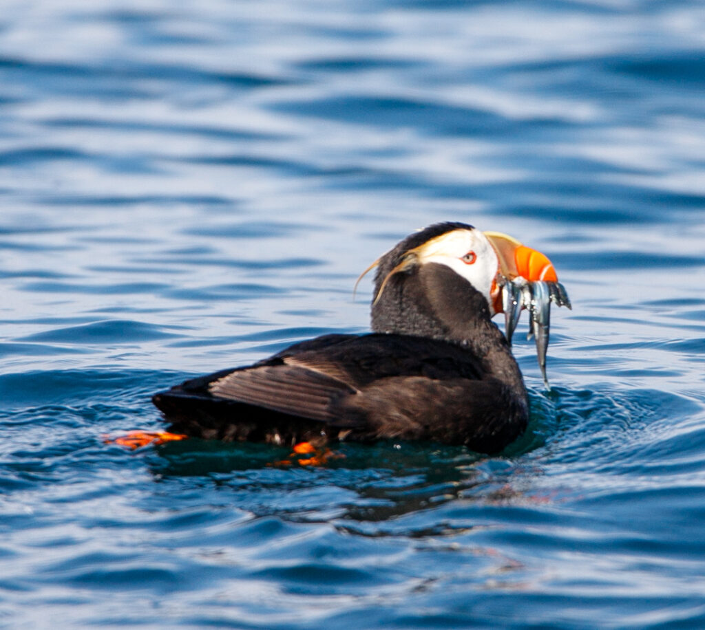 bird on the ocean water with a fish in its mouth