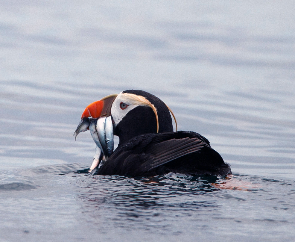Atlantic puffin floating on blue water with several small fish in its bright orange beak.