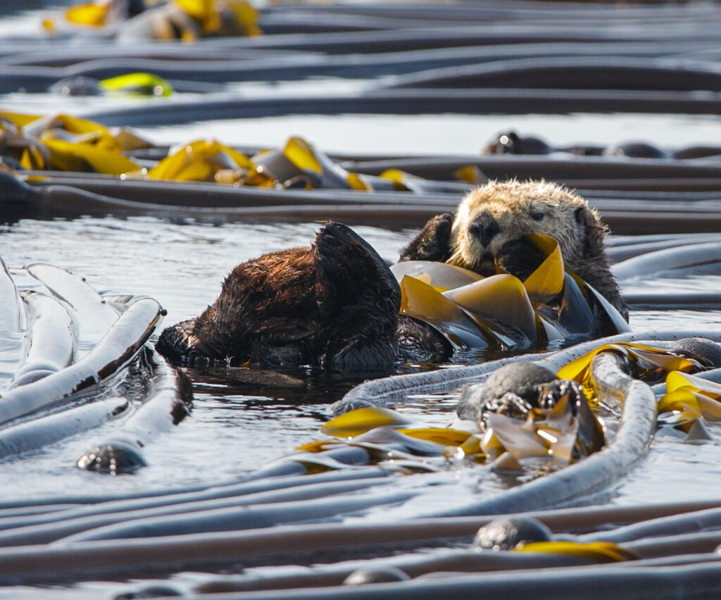 Sea otter floating in a kelp forest, wrapped in kelp fronds