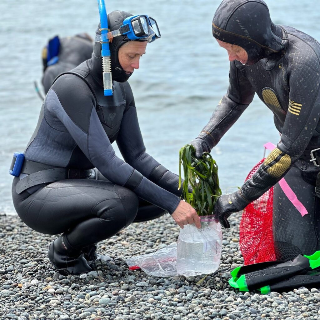 two friends of the san juans wearing wetsuits, placing kelp gently into a plastic bag filled with water