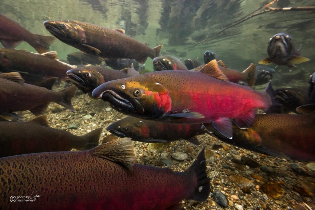 School of salmon in Skagit County.