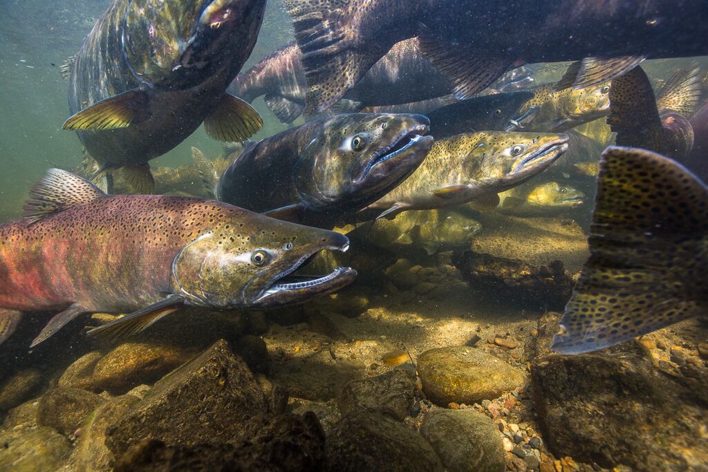 group of salmon swimming in the ocean
