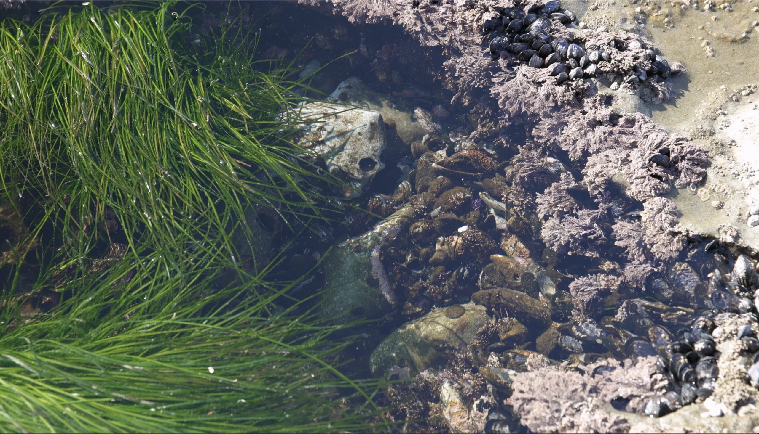 eelgrass and rocks underwater