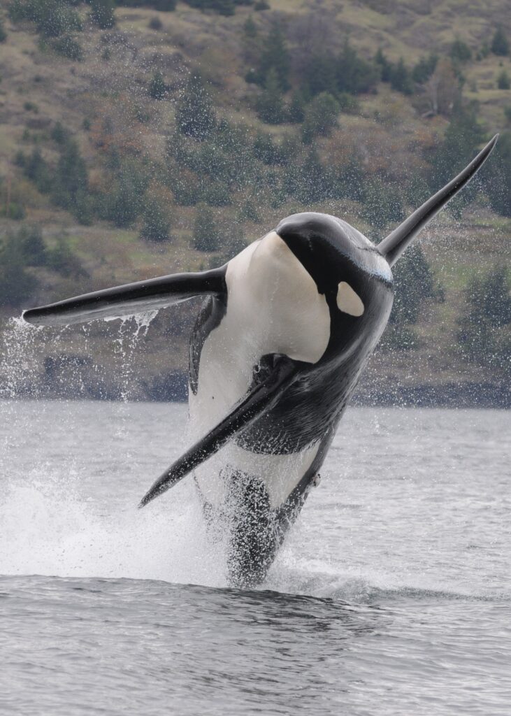 A Southern Resident killer whale breaching.