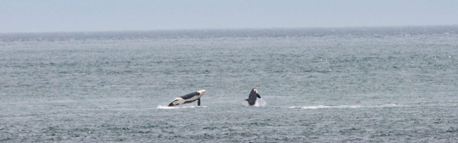 The Salish Sea - Friends of the San Juans