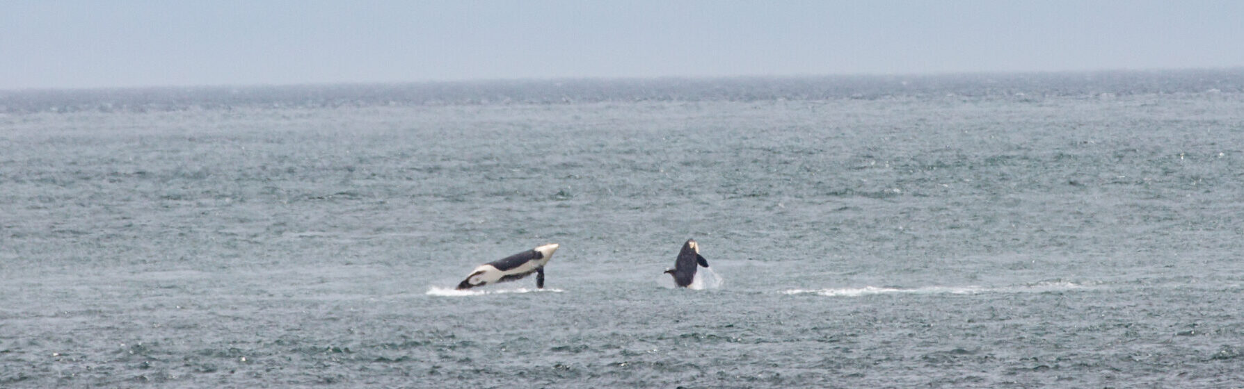 Southern Residents from the LPod breaching. Taken from Lime Kiln State Park.