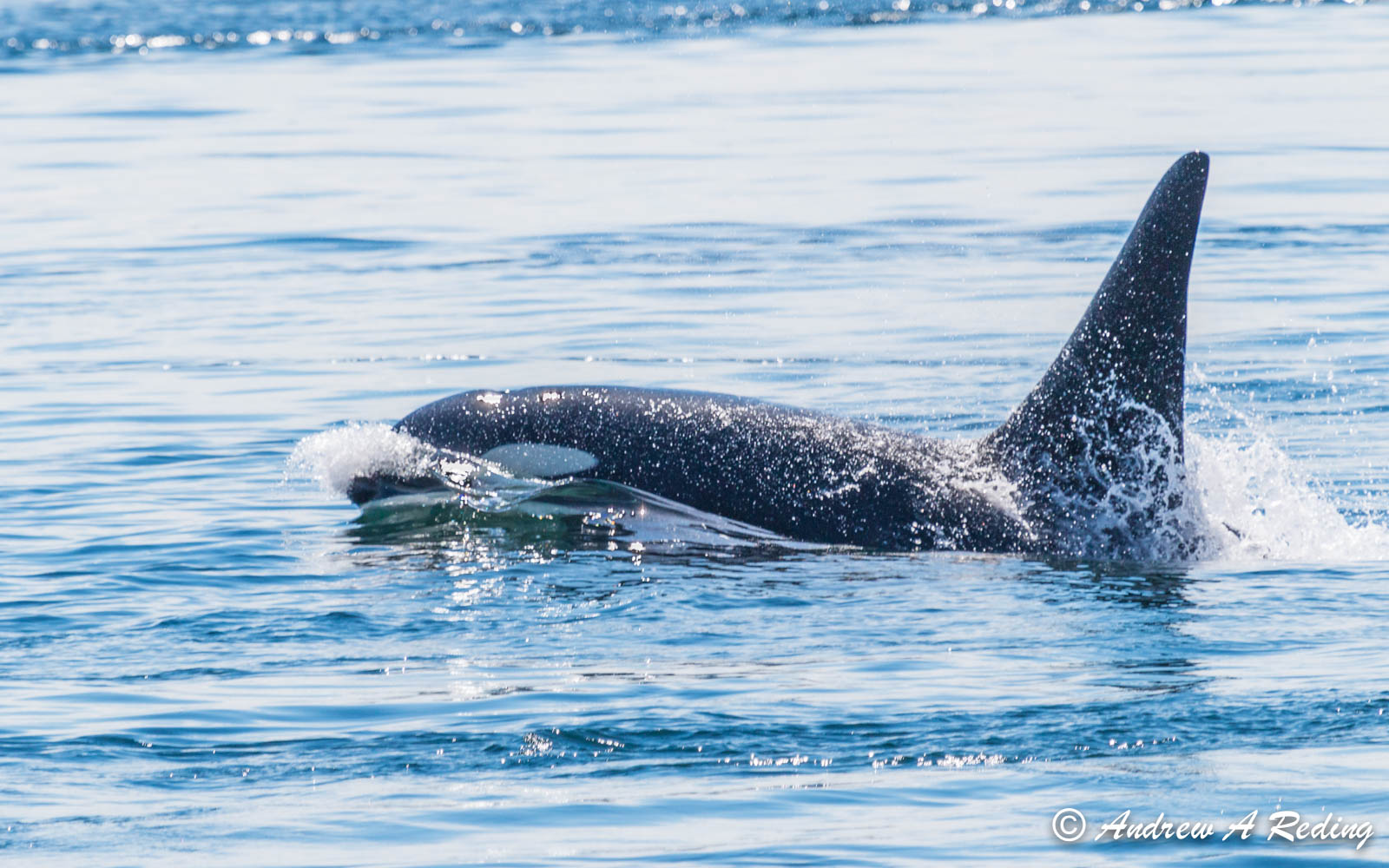 male orca in ocean